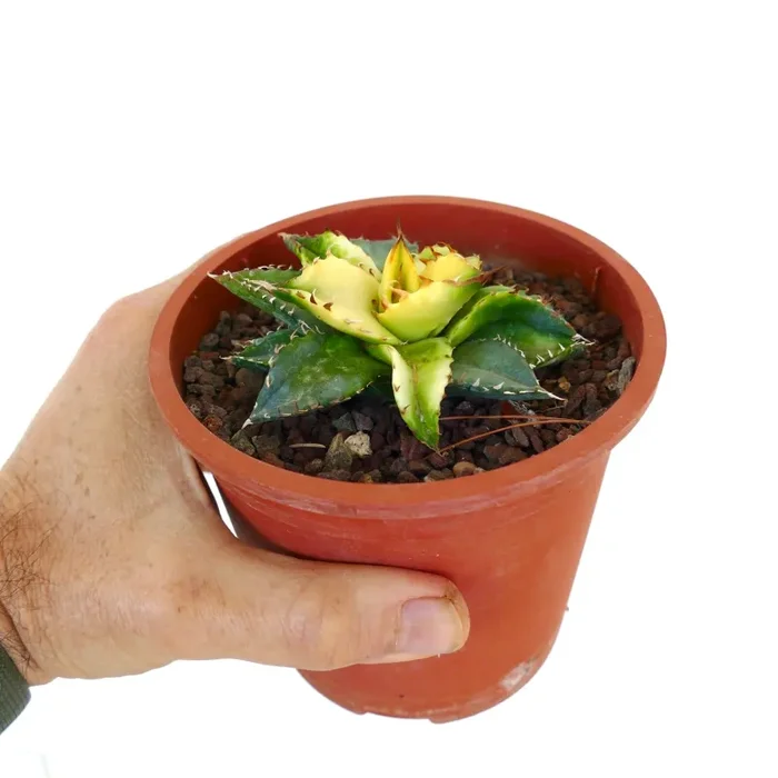 Agave titanota REVERSE VARIEGATED 1MN - immagine 2