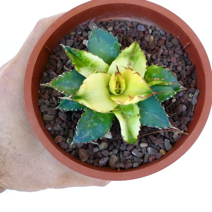 Agave titanota REVERSE VARIEGATED 1MN - immagine 3