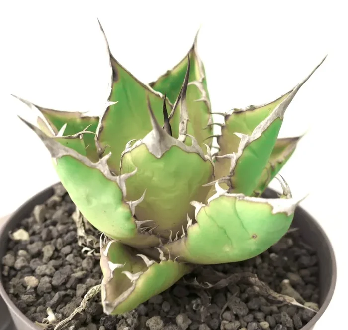 Agave titanota Saldi