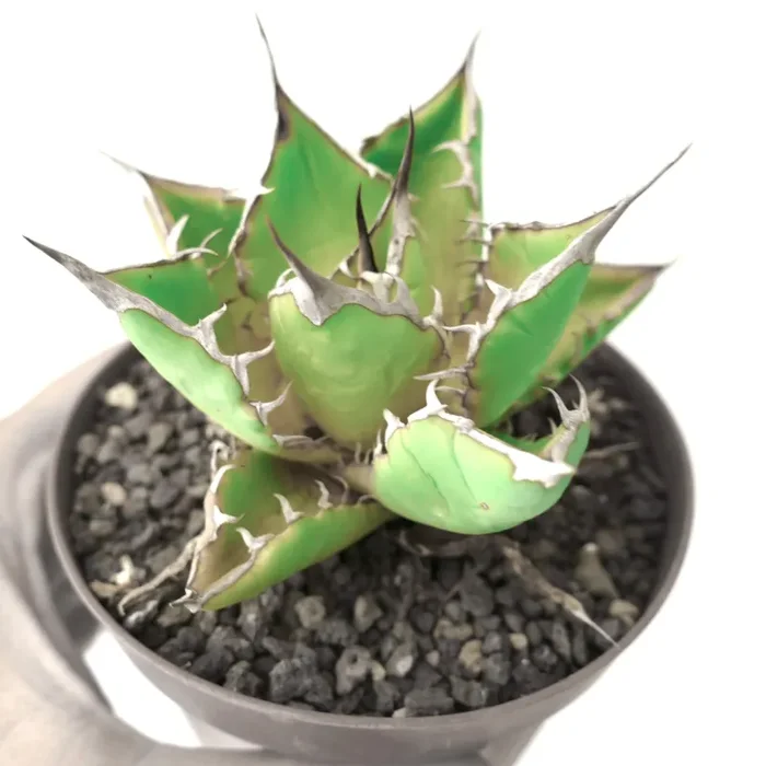 Agave titanota Saldi - immagine 2