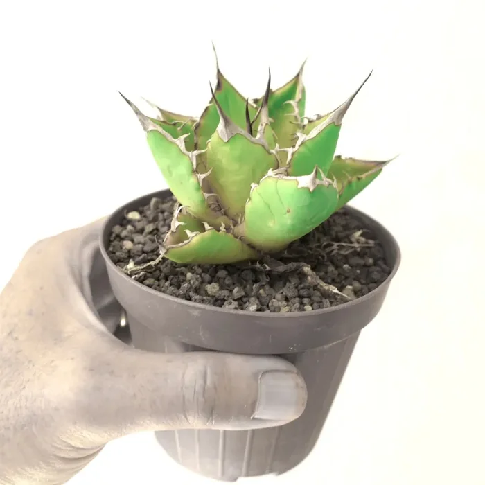 Agave titanota Saldi - immagine 3