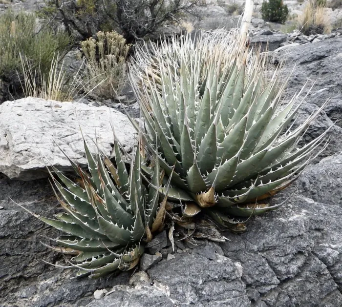 Agave utahensis var. eborispina SEMI Sconti - immagine 2