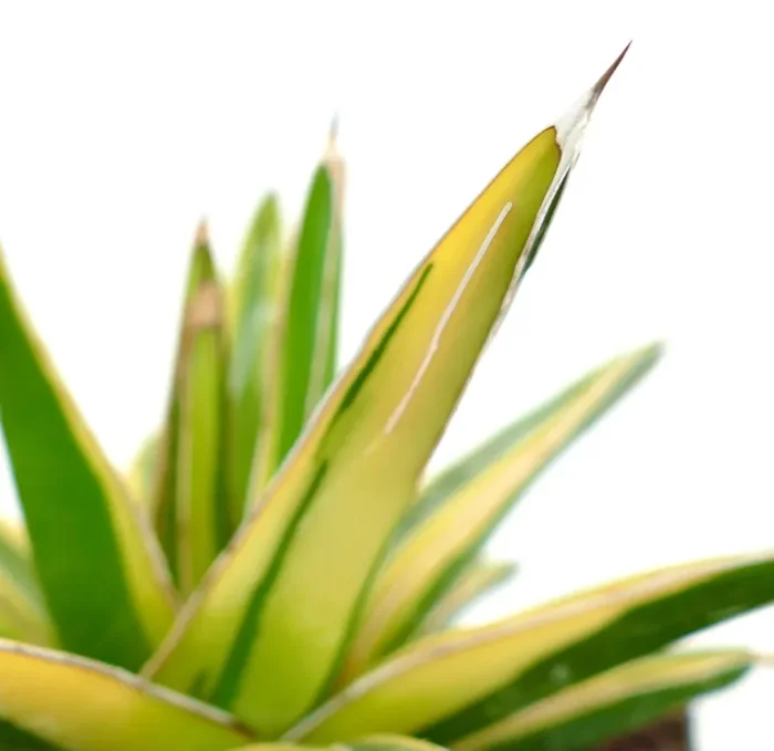 Agave victoriae-reginae cv “Shin Yuki Yama”