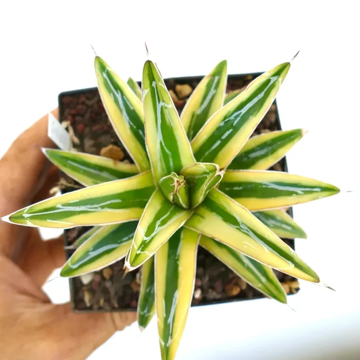 Agave victoriae-reginae cv “Shin Yuki Yama” - immagine 2