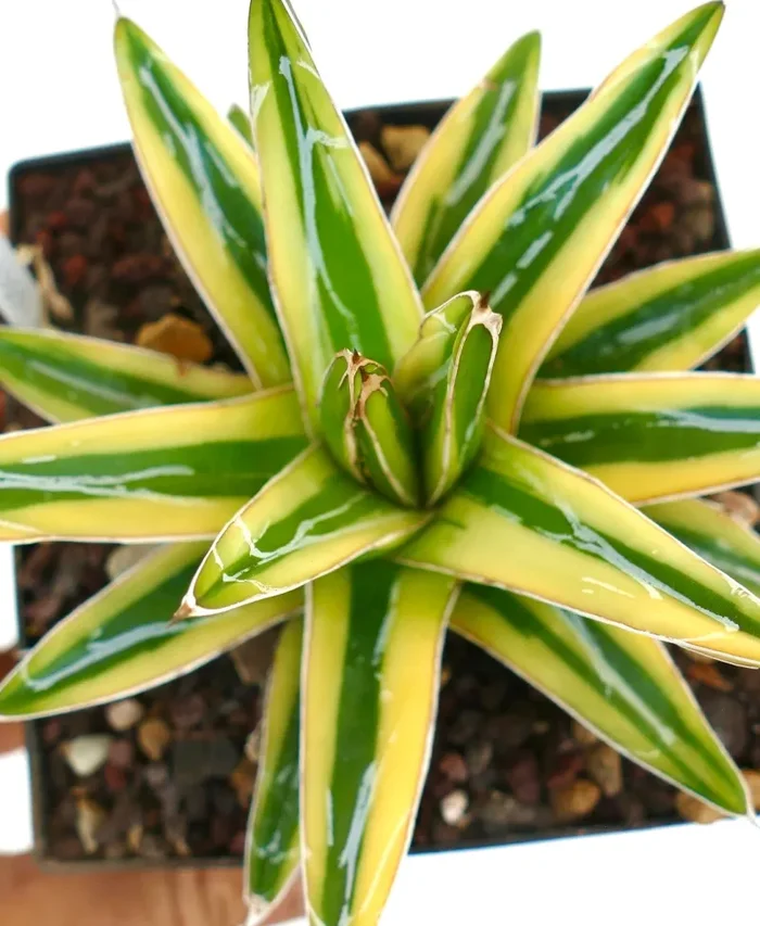 Agave victoriae-reginae cv “Shin Yuki Yama” - immagine 3