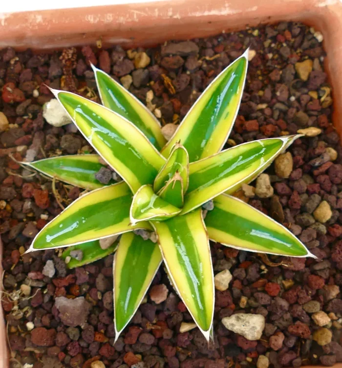 Agave victoriae-reginae cv “Shin Yuki Yama”