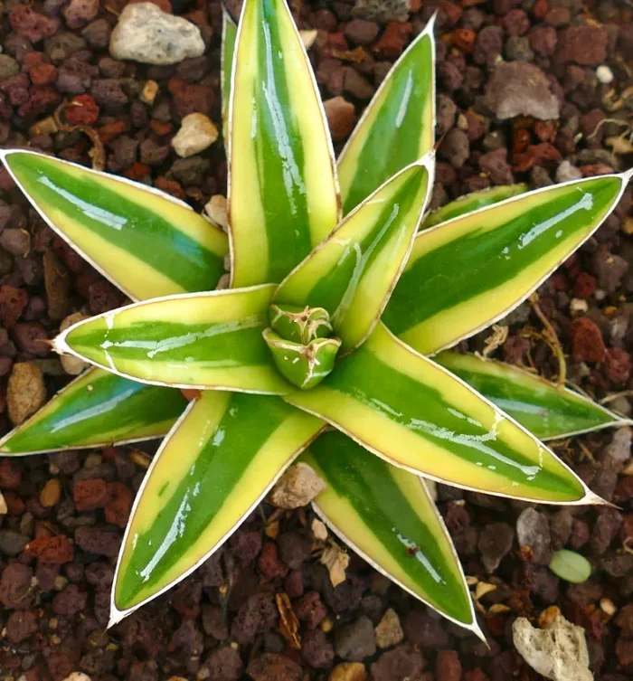 Agave victoriae-reginae cv “Shin Yuki Yama” - immagine 2