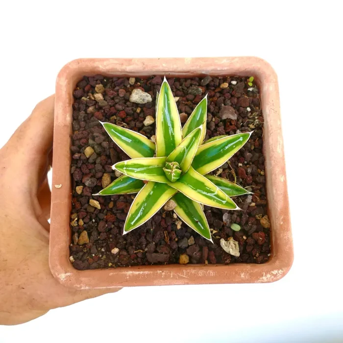 Agave victoriae-reginae cv “Shin Yuki Yama” - immagine 3