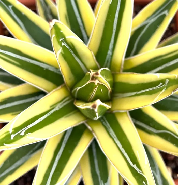 Agave victoriae-reginae cv “Shin Yuki Yama”