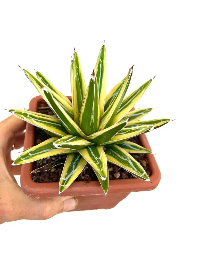 Agave victoriae-reginae cv “Shin Yuki Yama” - immagine 2