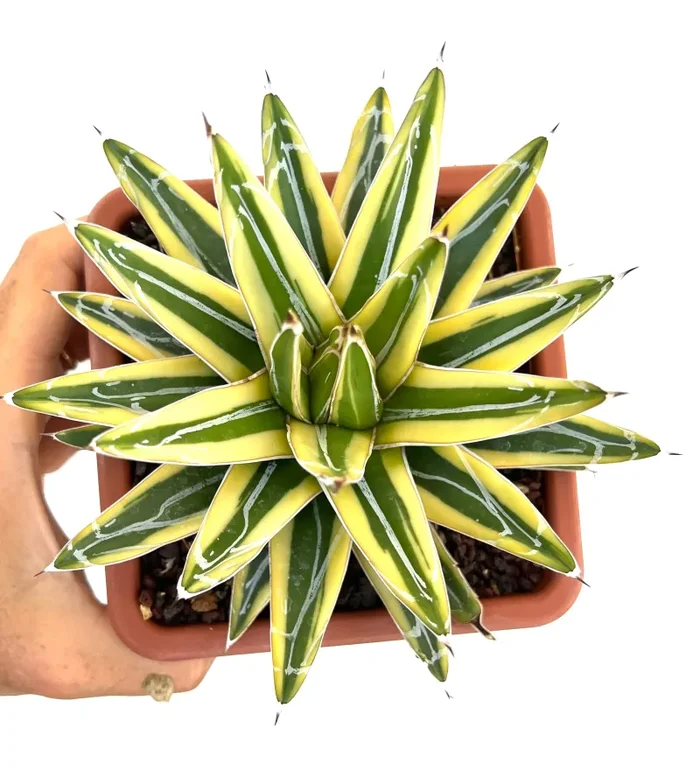 Agave victoriae-reginae cv “Shin Yuki Yama” - immagine 3