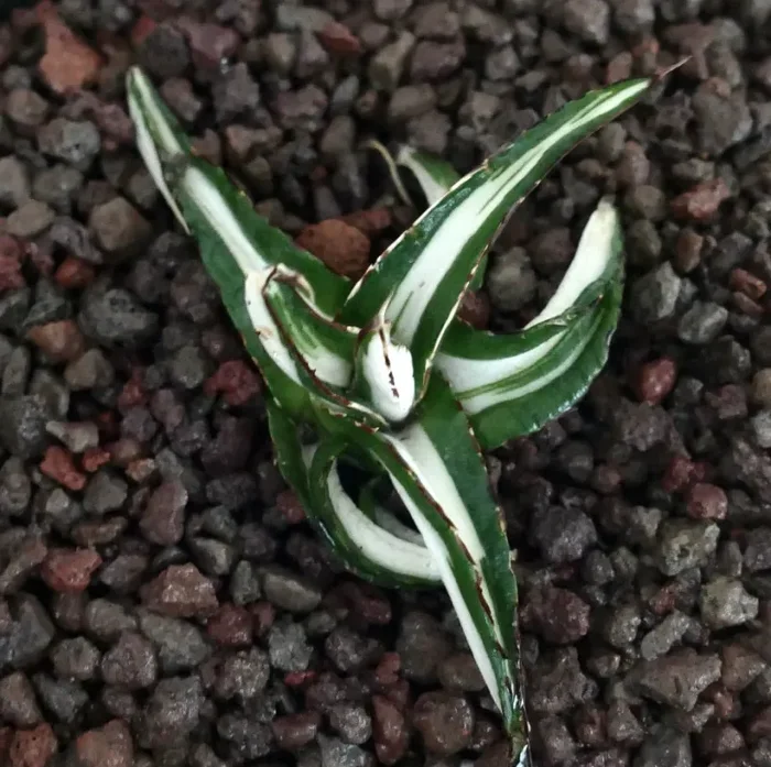 Agave victoriae-reginae MEDIOPCITA ALBA VARIEGATA BIANCA - immagine 2