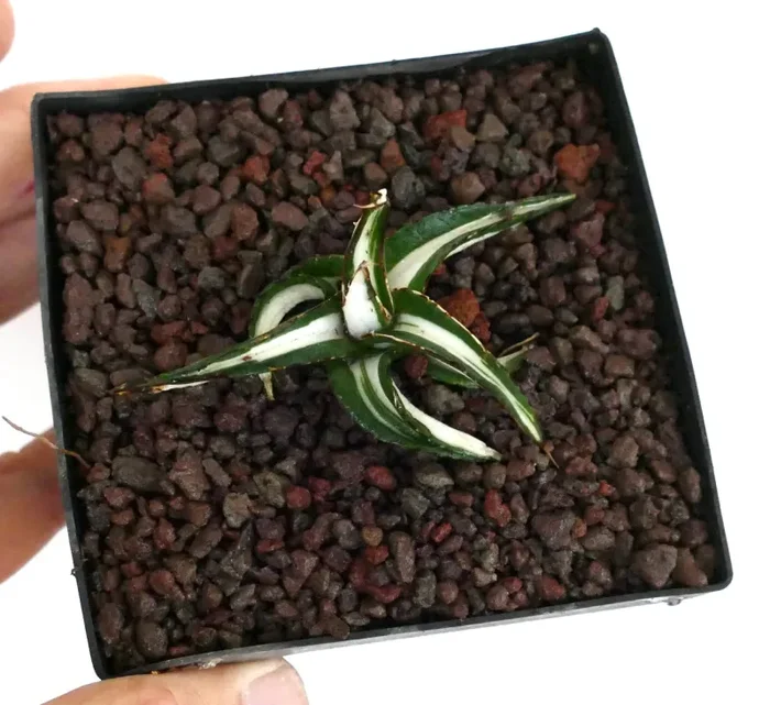 Agave victoriae-reginae MEDIOPCITA ALBA VARIEGATA BIANCA - immagine 3