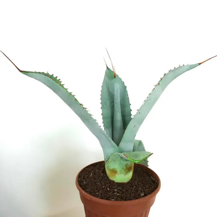 Agave weberi X eborispina LONG SPINES (Mr. Corsi HYBRID) UV7T - immagine 2