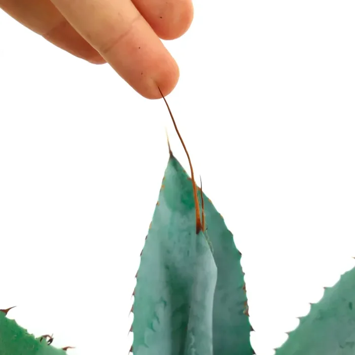 Agave weberi X eborispina LONG SPINES (Mr. Corsi HYBRID) UV7T - immagine 3