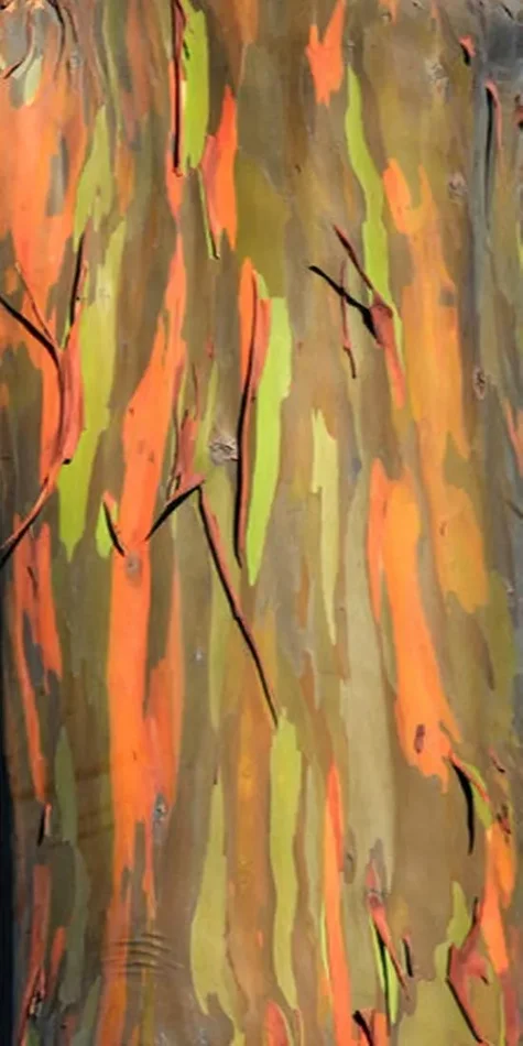 Albero arcobaleno – Eucalyptus deglupta – 50 semi – rarità !!!