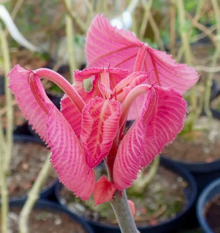 Alchornea davidii Fornitura