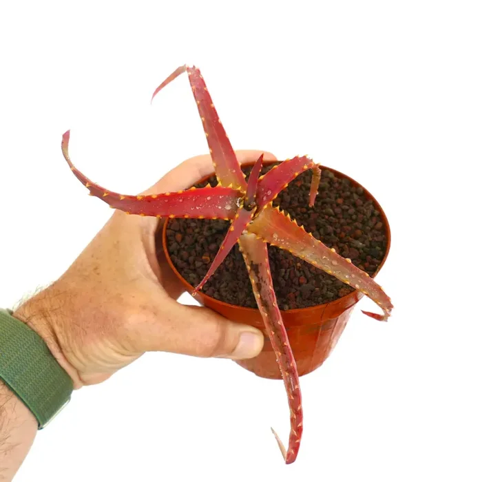 Aloe arborescens FORMA ROSSA