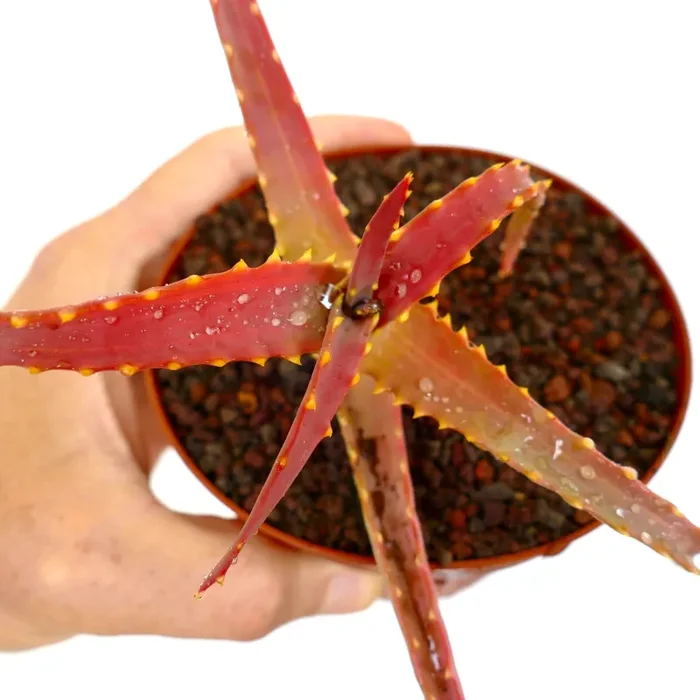 Aloe arborescens FORMA ROSSA - immagine 2