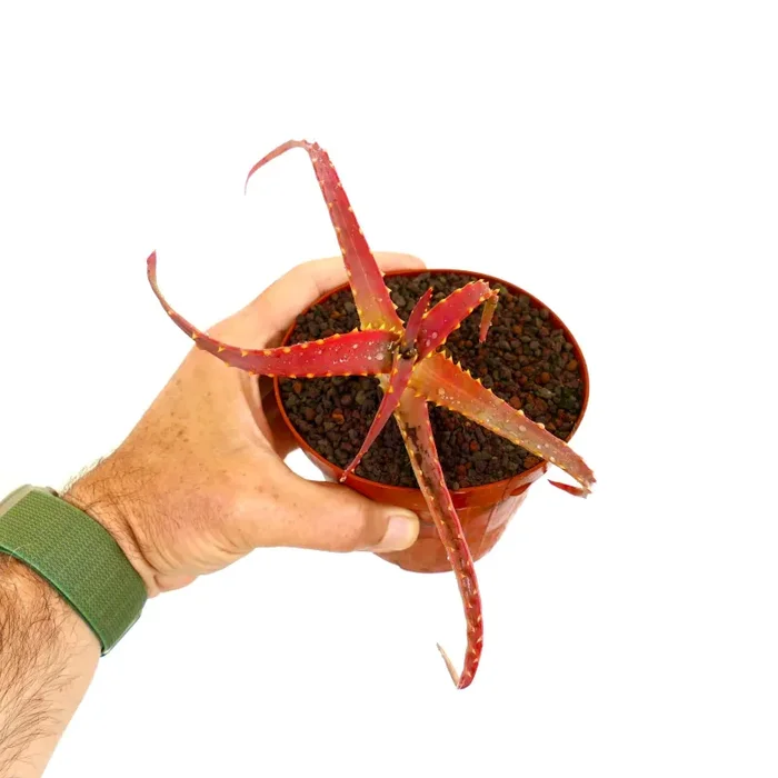 Aloe arborescens FORMA ROSSA - immagine 3