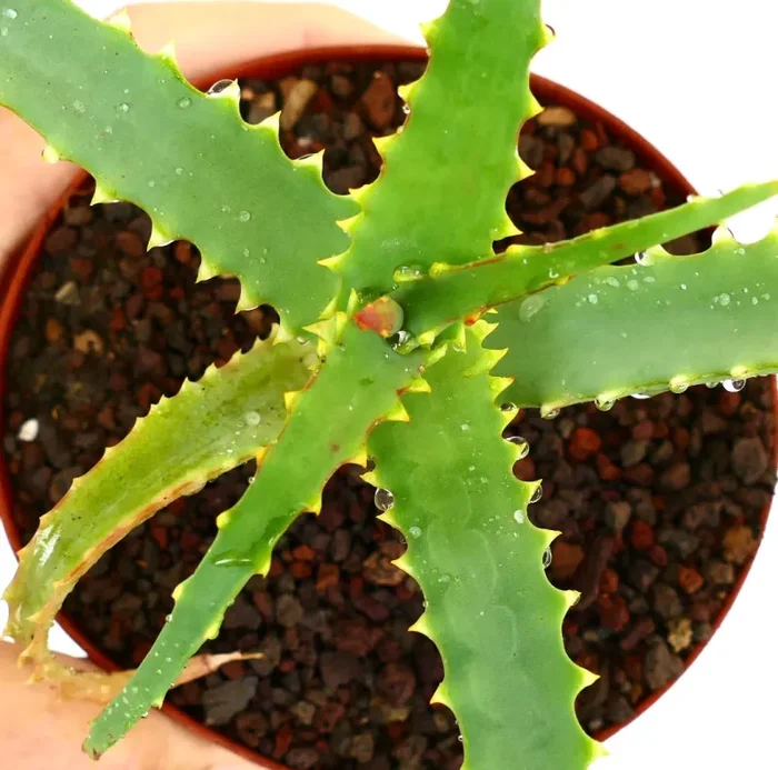 Aloe arborescens forma VERDE