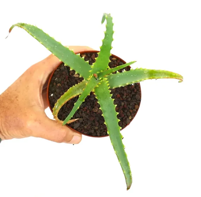 Aloe arborescens forma VERDE - immagine 2