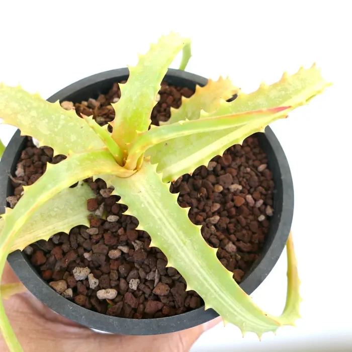 Aloe arborescens SLIGHTLY VARIEGATED ZR1 - immagine 2