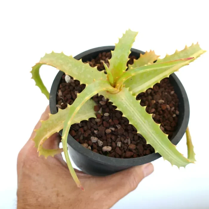 Aloe arborescens SLIGHTLY VARIEGATED ZR1 - immagine 3