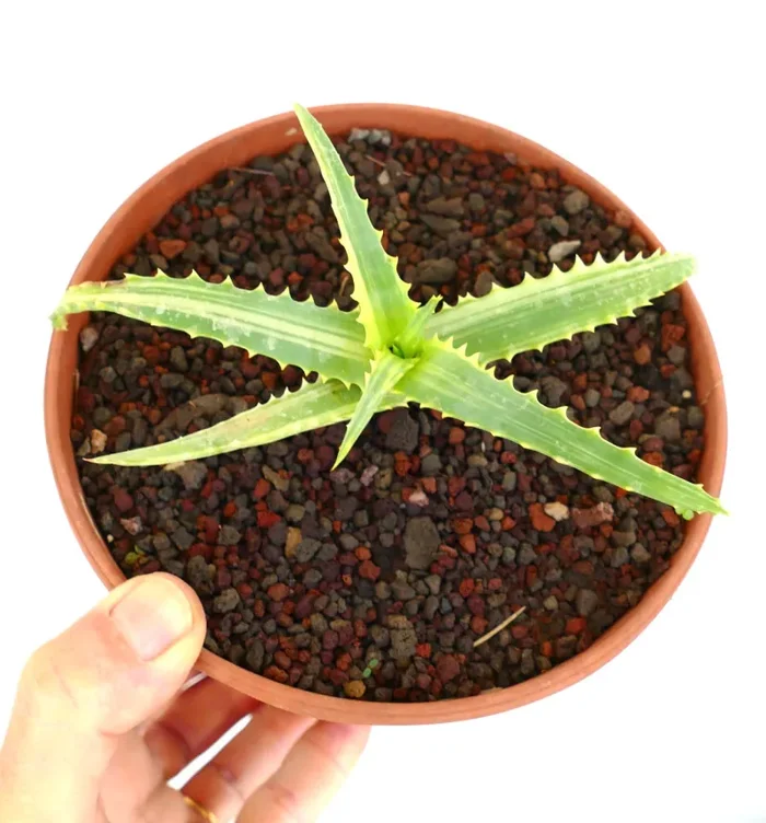 Aloe arborescens VARIEGATED UV7T - immagine 2
