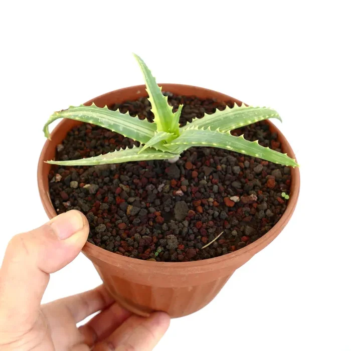 Aloe arborescens VARIEGATED UV7T - immagine 3