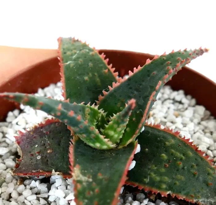 Aloe cv ‘Christmas Carol’ DARK GREEN ex Kelly Griffin