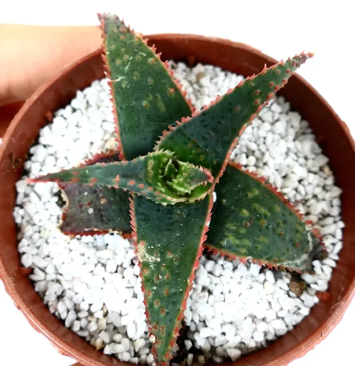 Aloe cv ‘Christmas Carol’ DARK GREEN ex Kelly Griffin - immagine 2