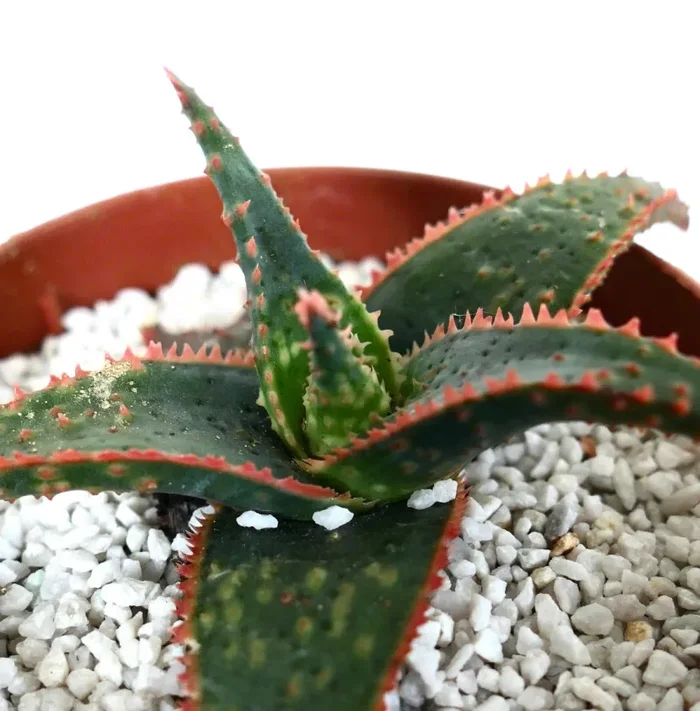 Aloe cv ‘Christmas Carol’ DARK GREEN ex Kelly Griffin - immagine 3