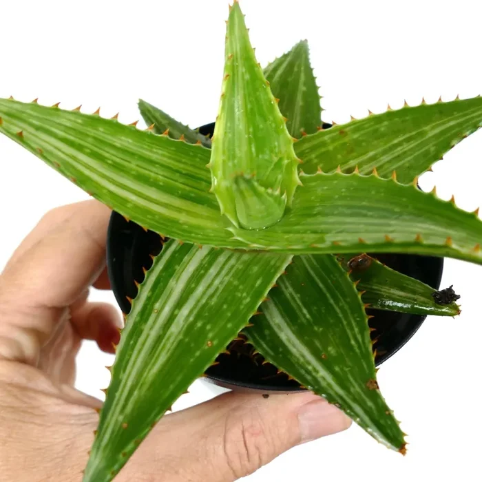 Aloe saponaria VARIEGATED WM - immagine 2