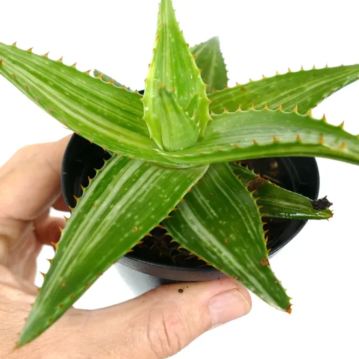 Aloe saponaria VARIEGATED WM - immagine 3