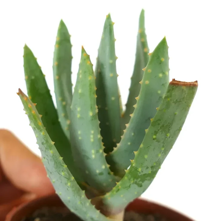 Aloidendron dichotomum (syn. Aloe dichotoma) - immagine 3