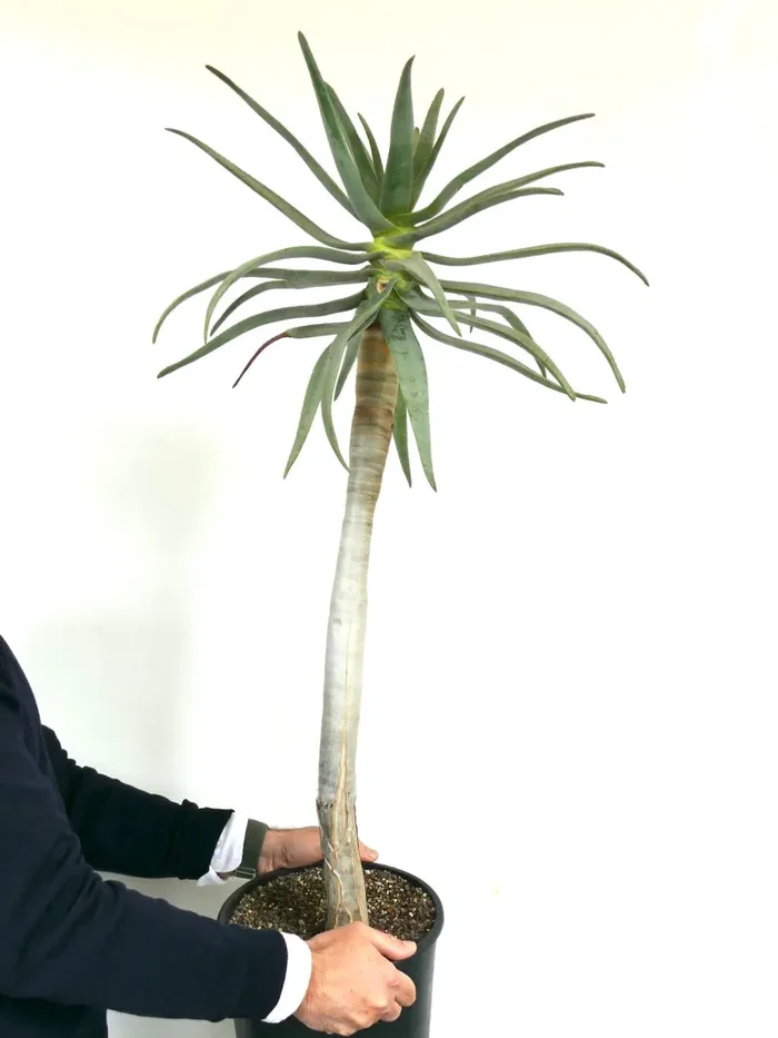 Aloidendron dichotomum (syn. Aloe dichotoma) - immagine 2