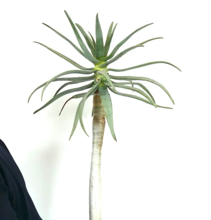 Aloidendron dichotomum (syn. Aloe dichotoma) - immagine 3