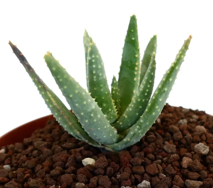 Aloidendron pillansii (syn Aloe pillansii)