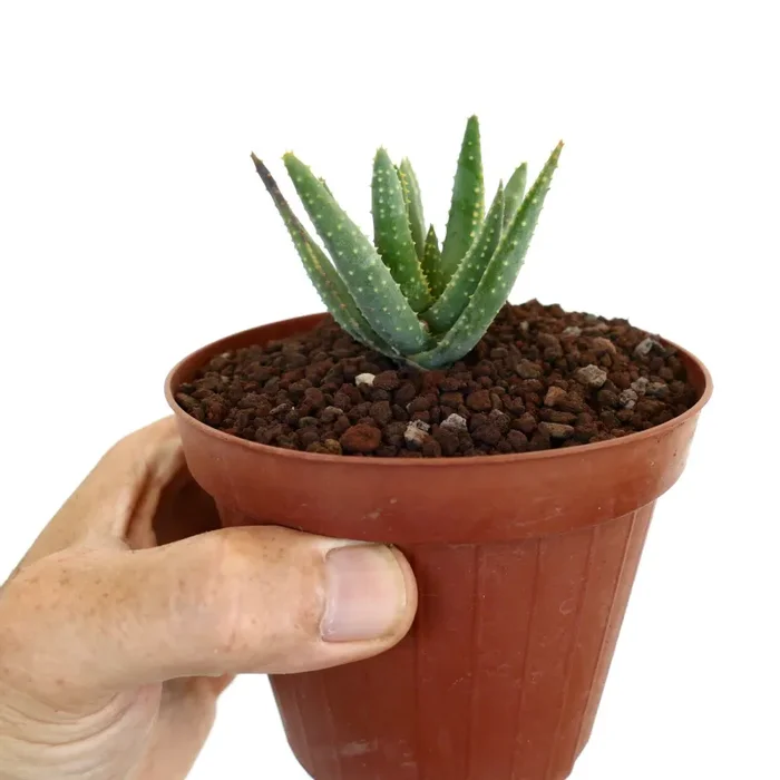Aloidendron pillansii (syn Aloe pillansii) - immagine 2