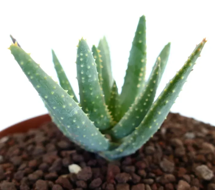 Aloidendron pillansii (syn Aloe pillansii) - immagine 3