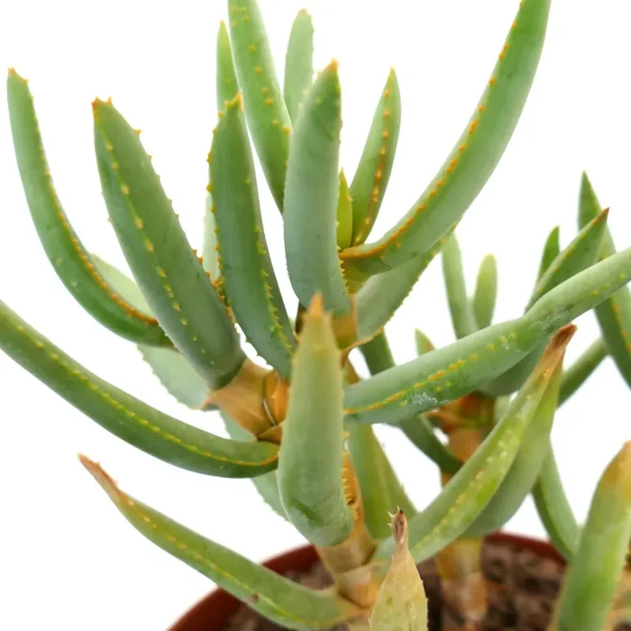 Aloidendron ramosissimum (syn. Aloe ramosissima) MT8 - immagine 2