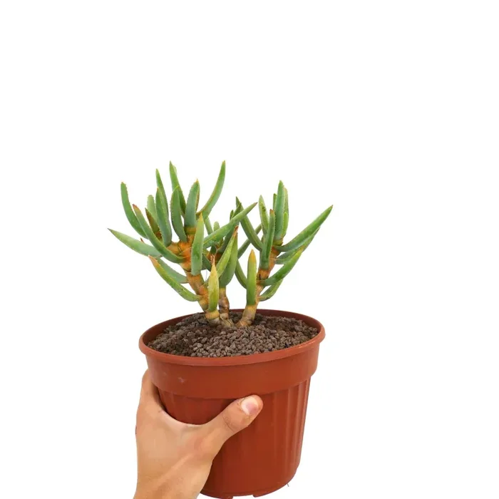 Aloidendron ramosissimum (syn. Aloe ramosissima) MT8 - immagine 3