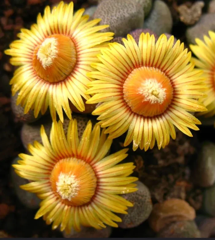 Aloinopsis schooneesii