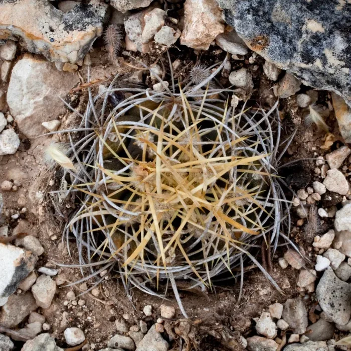 Ancistrocactus tobuschii SEEDS Vendita online