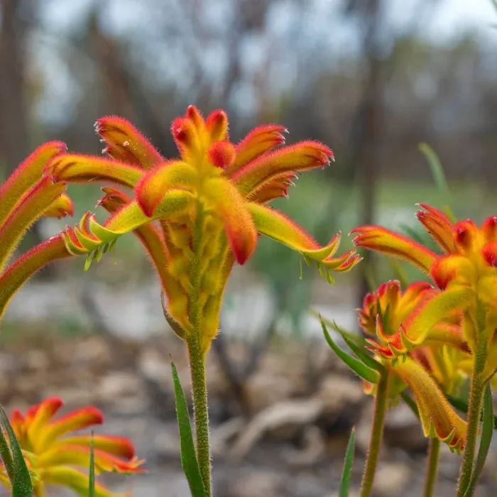 Anigozanthos humilis SEMI - immagine 2