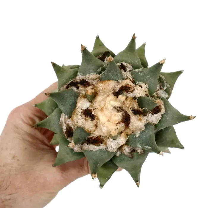 Ariocarpus confusus K32 - immagine 2