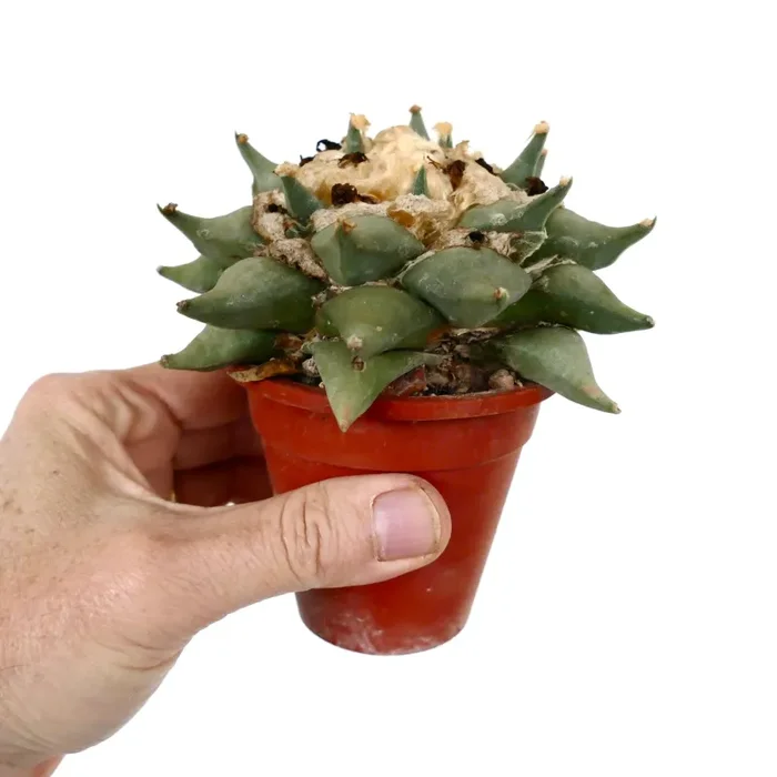 Ariocarpus confusus K32 - immagine 3