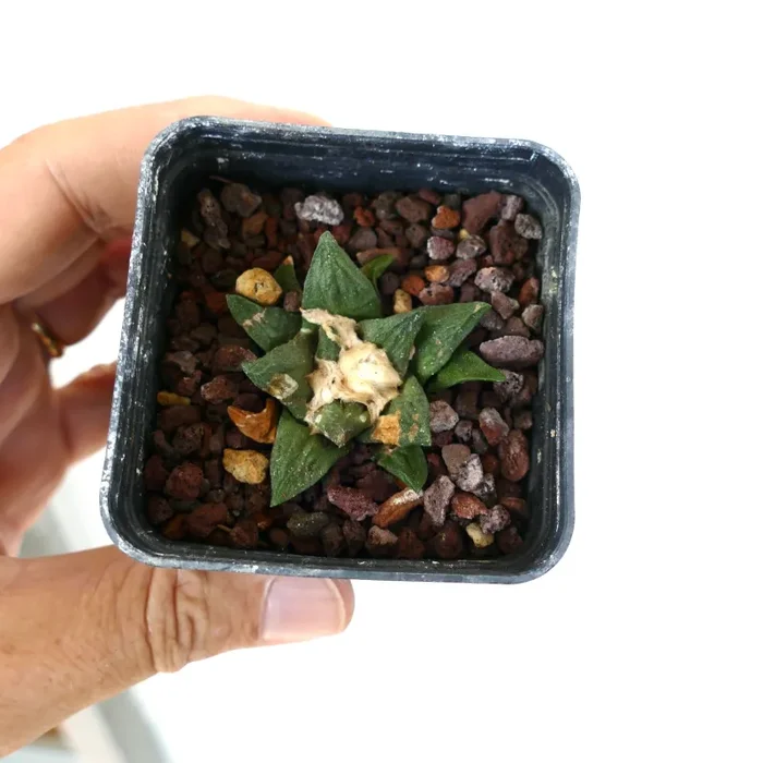 Ariocarpus fissuartus X scaphirostris - immagine 2