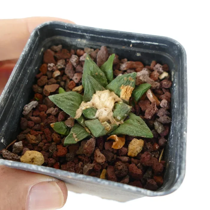 Ariocarpus fissuartus X scaphirostris - immagine 3